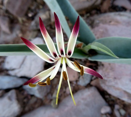 Ornithoglossum undulatum anthers brown