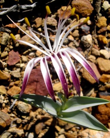 Ornithoglossum undulatum