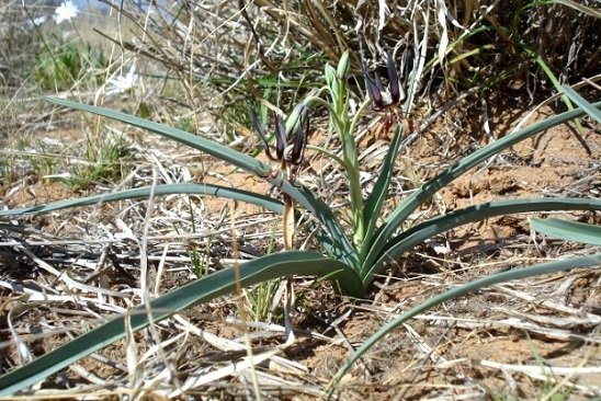 Ornithoglossum vulgare
