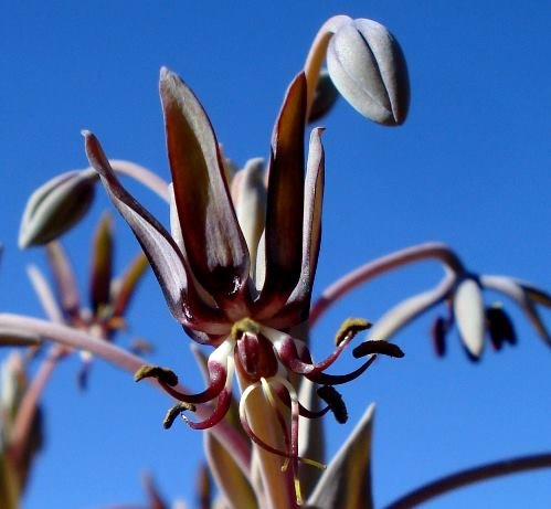Ornithoglossum vulgare buds up top