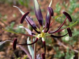 Ornithoglossum parviflorum var. parviflorum flower