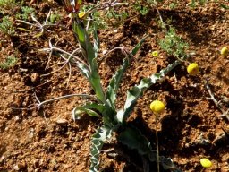 Ornithoglossum parviflorum var. parviflorum