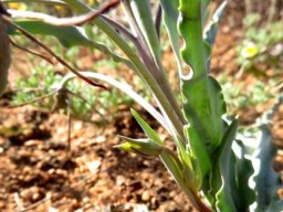 Ornithoglossum parviflorum var. parviflorum leaves
