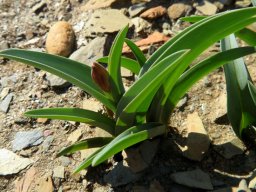 Ornithoglossum undulatum leaves and bud