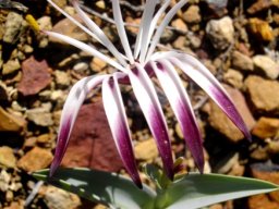 Ornithoglossum undulatum