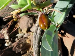 Ornithoglossum undulatum unripe fruit