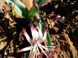 Ornithoglossum