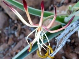 Ornithoglossum undulatum golden anthers
