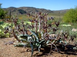 Ornithoglossum vulgare clump