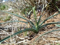 Ornithoglossum vulgare