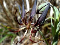 Ornithoglossum vulgare old flower