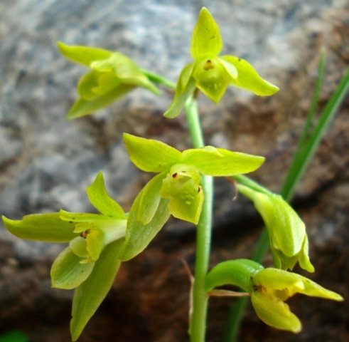 Orthochilus chloranthus