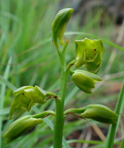 Orthochilus chloranthus more green than yellow