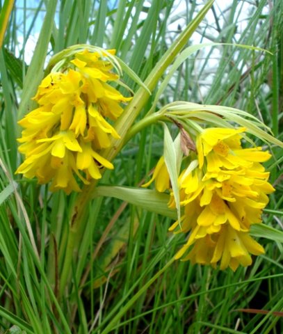 Orthochilus leontoglossus showing leaves and bracts