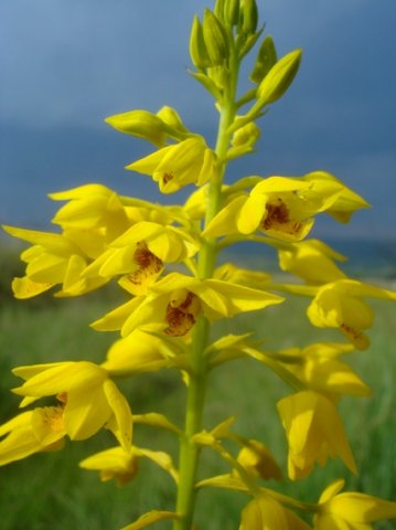 Orthochilus odontoglossus inflorescence