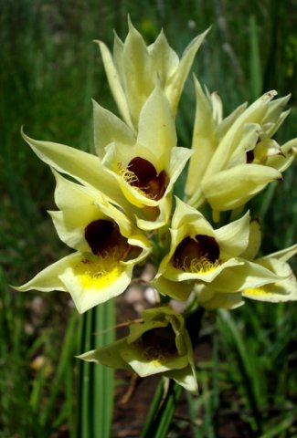 Orthochilus welwitschii inflorescence