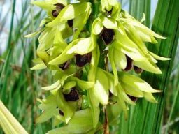 Orthochilus foliosus inflorescence