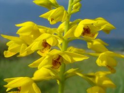 Orthochilus odontoglossus inflorescence