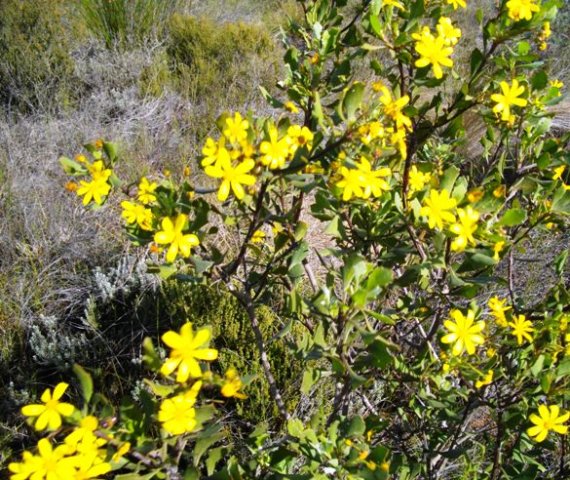 Osteospermum moniliferum