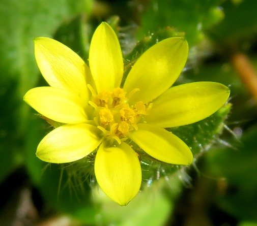 Osteospermum acanthospermum flowerhead