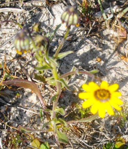 Osteospermum monstrosum, previously clandestinum