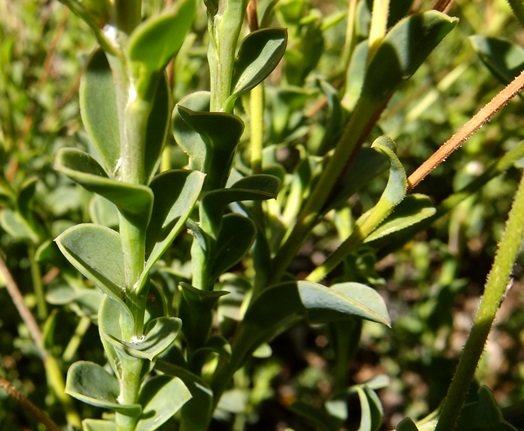 Osteospermum imbricatum leaves