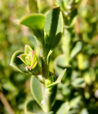 Osteospermum imbricatum new stem-tips