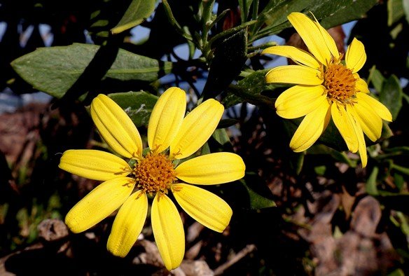 Osteospermum moniliferum flowerheads