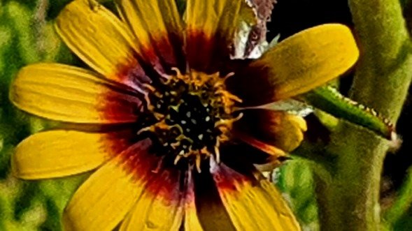 Osteospermum monstrosum ray colour transition