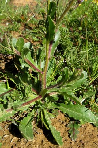 Osteospermum monstrosum leaves