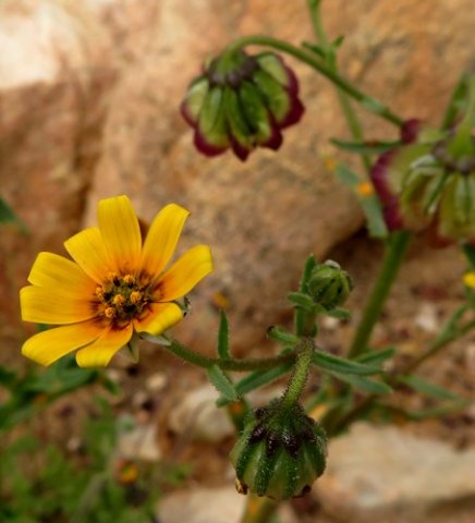 Osteospermum monstrosum lightly marked rays
