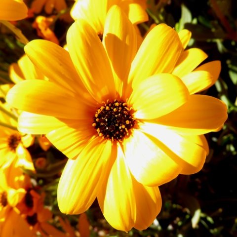 Osteospermum oppositifolium flowerhead