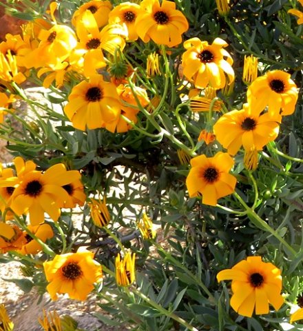 Osteospermum oppositifolium floral stages