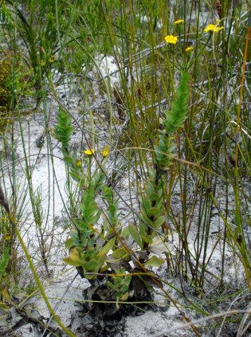 Osteospermum polygaloides 