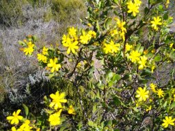 Osteospermum