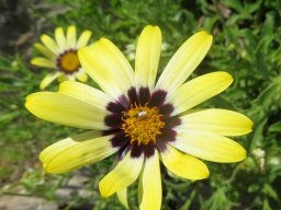 Osteospermum scariosum flowerhead
