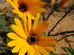 Osteospermum amplectens flowerheads