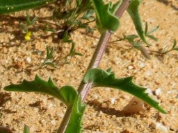 Osteospermum amplectens stem leaves