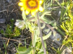 Osteospermum monstrosum