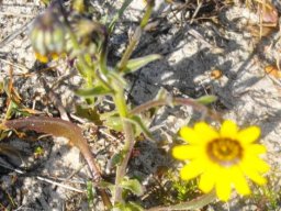 Osteospermum monstrosum, previously clandestinum