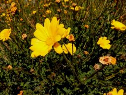 Osteospermum imbricatum flowerheads