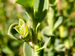 Osteospermum imbricatum new stem-tips