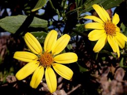 Osteospermum moniliferum flowerheads