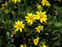 Osteospermum moniliferum flowerheads