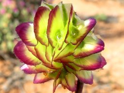 Osteospermum monstrosum fruithead face