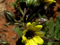 Osteospermum monstrosum bracts around the flowerheads