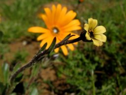 Osteospermum monstrosum young flowerhead