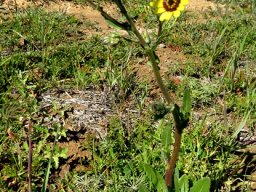 Osteospermum monstrosum erect and slender