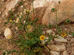 Osteospermum monstrosum branched