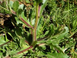 Osteospermum monstrosum leaves